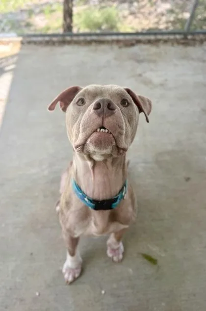 An adult medium-sized male Red / Chestnut / Orange Mixed Breed dog named Fishy for adoption in Key West, FL