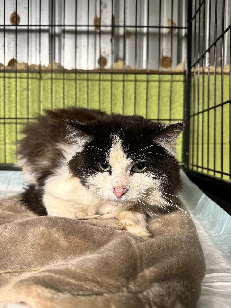 A young medium-sized male Domestic Long Hair cat named Dalmation for adoption in Shelbyville, TN