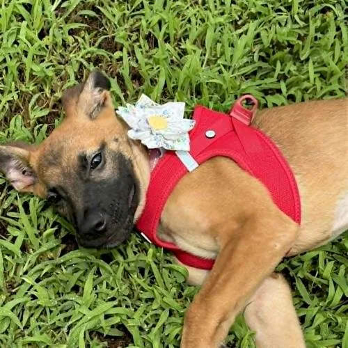 A baby small-sized female German Shepherd Dog dog named Linden for adoption in Memphis, TN