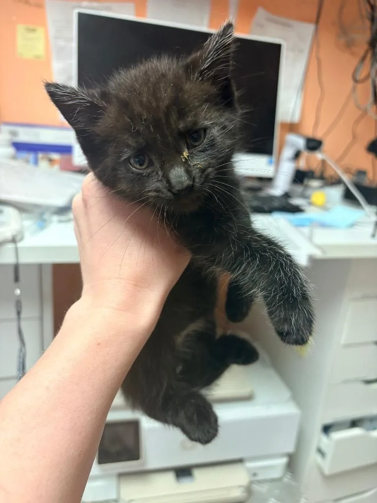 A baby medium-sized male Domestic Short Hair cat named Moth for adoption in Morgantown, KY