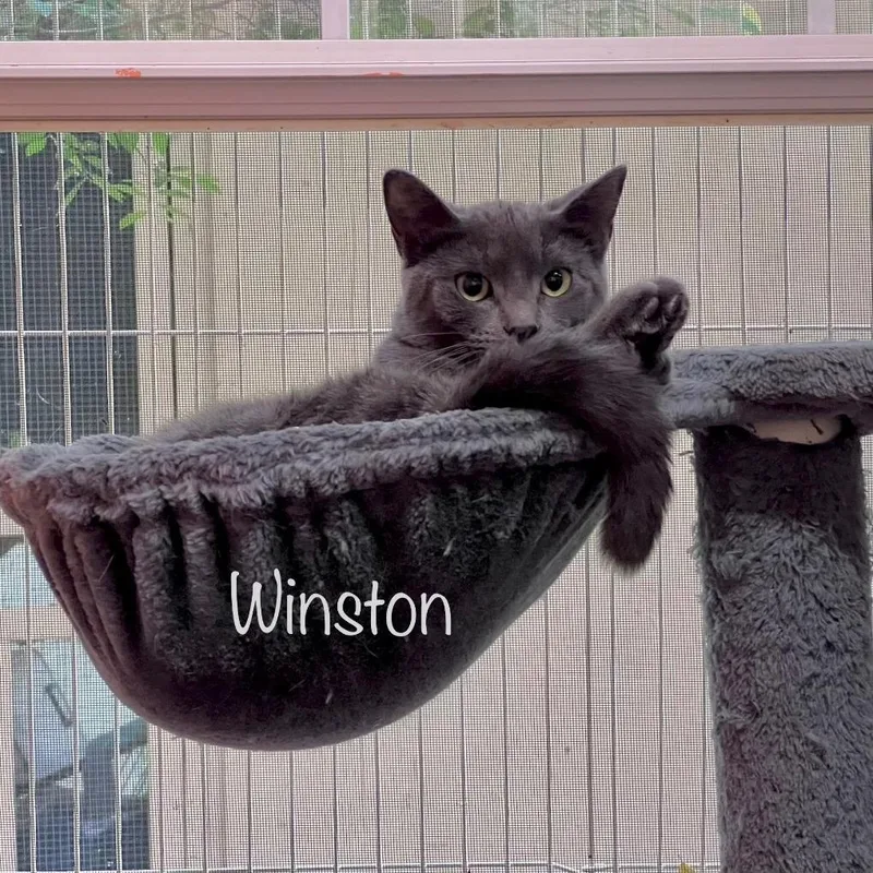 An adult small-sized male Domestic Short Hair cat named Winston for adoption in Tulsa, OK