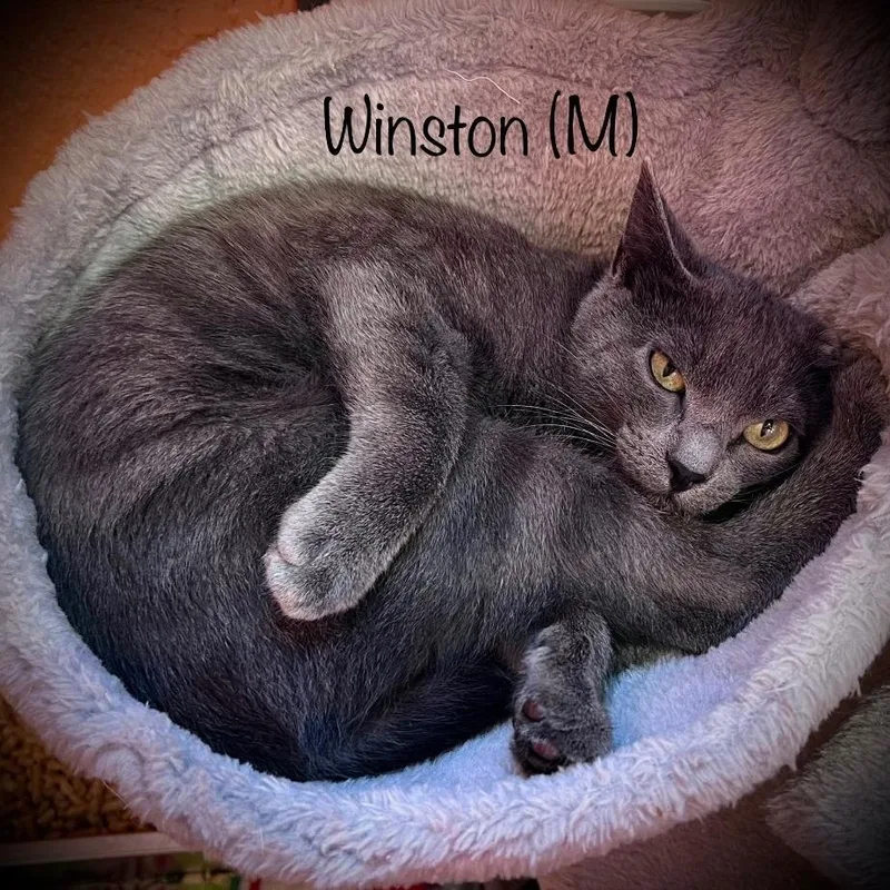 Winston thumbnail 2