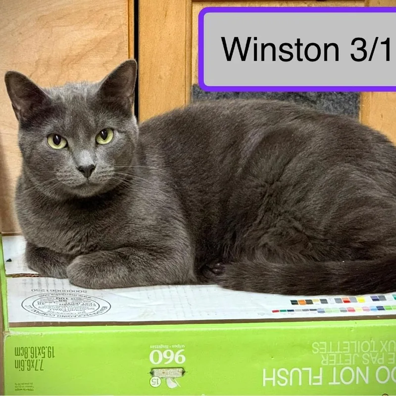 Winston thumbnail 3