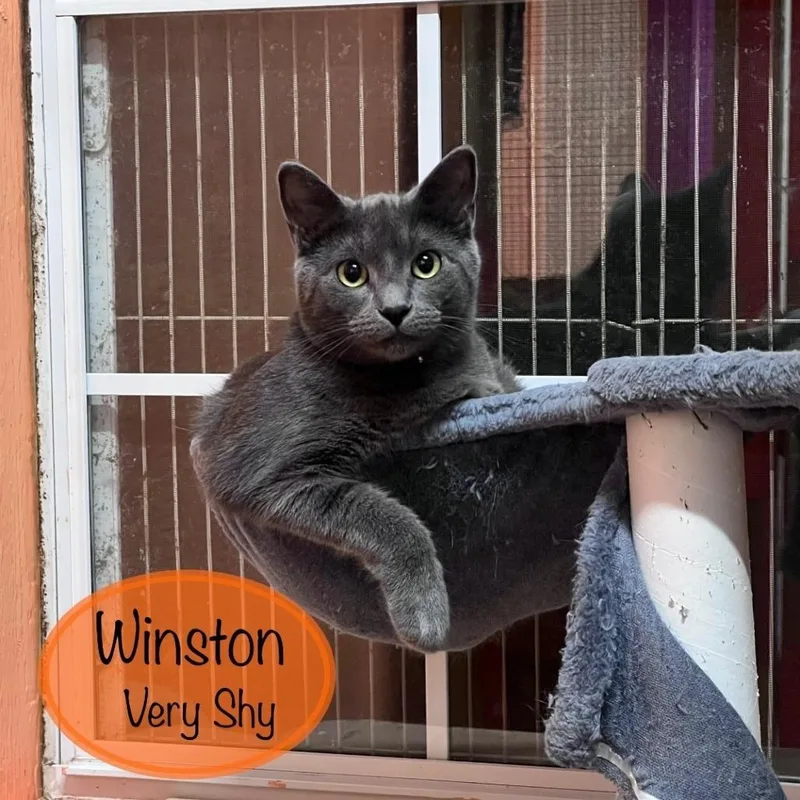 Winston thumbnail 5