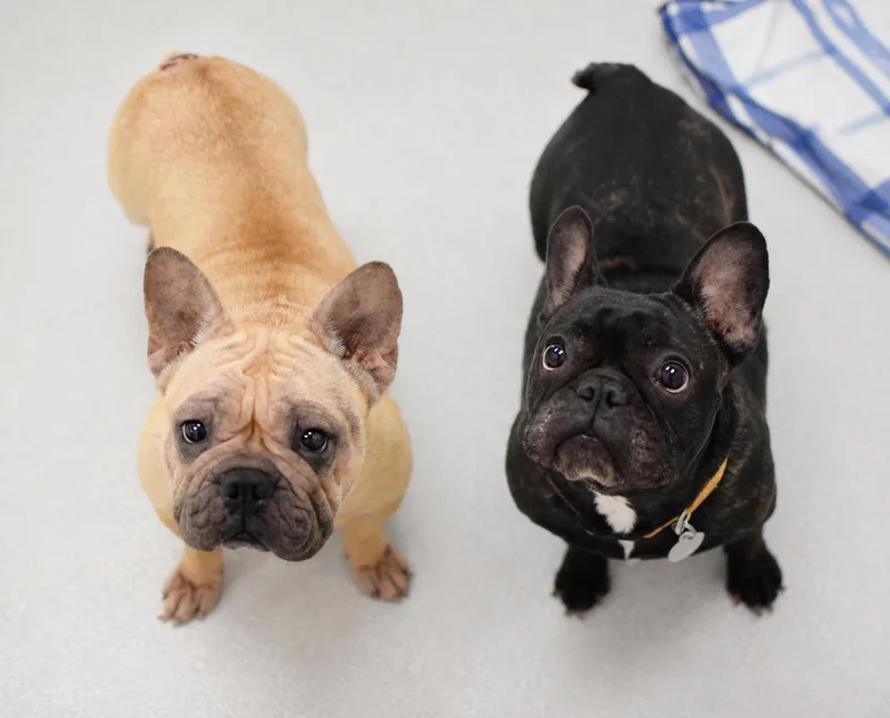 Stella & Minnie