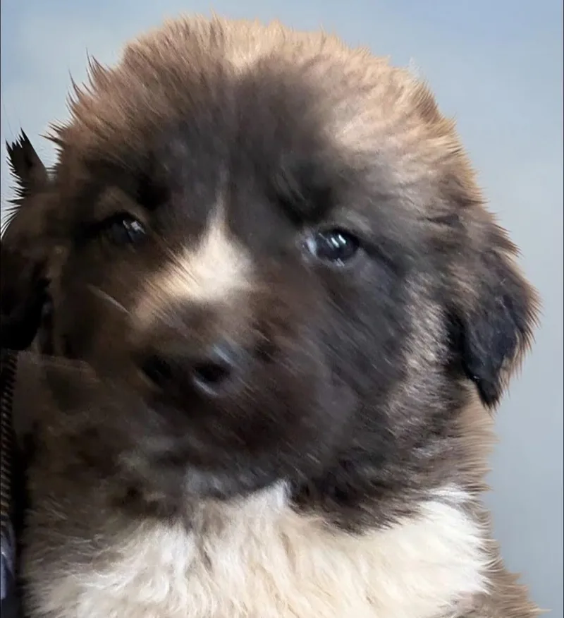 A baby small-sized male Brown / Chocolate Shih Tzu dog named Hanky for adoption in Woodbury, NJ