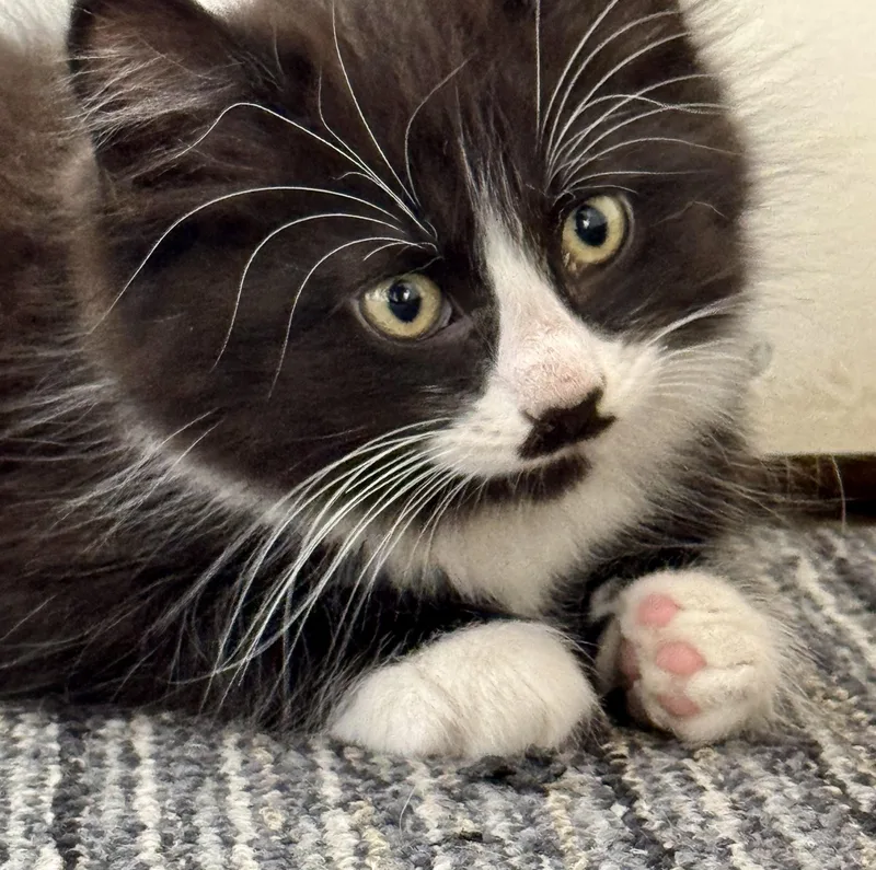 A baby medium-sized male Black & White / Tuxedo Domestic Long Hair cat named Mustachio Funny  Athletic for adoption in Bonney Lake, WA