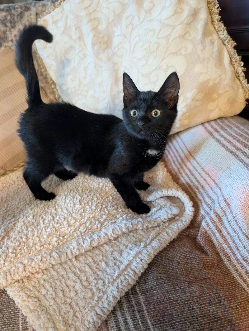 A baby medium-sized female Black Domestic Short Hair cat named Caledonia for adoption in Oviedo, FL