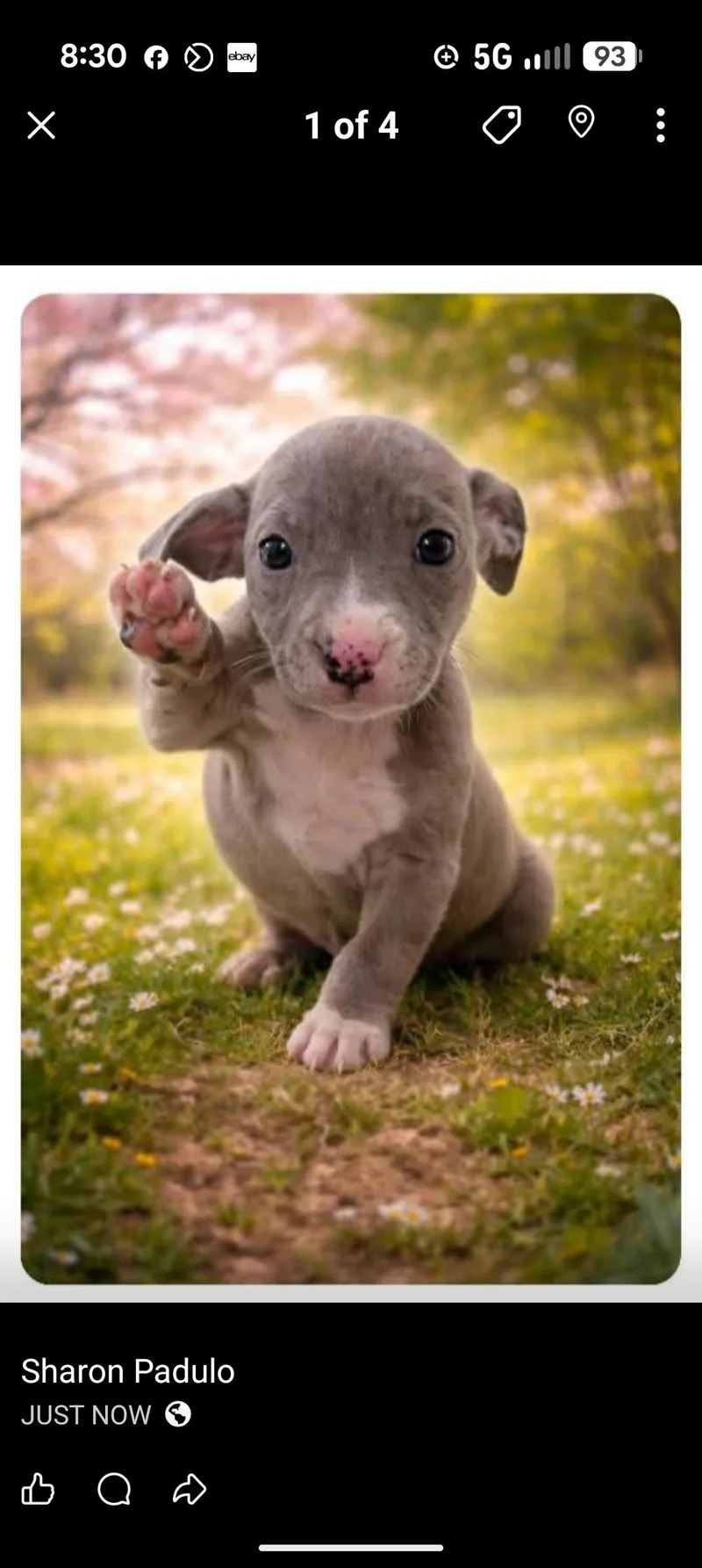 A baby medium-sized female Gray / Blue / Silver Catahoula Leopard Dog dog named Iris for adoption in Browns Mills, NJ