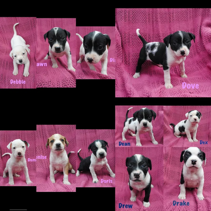 A baby medium-sized male White / Cream American Staffordshire Terrier dog named Dean for adoption in seaside heights, NJ