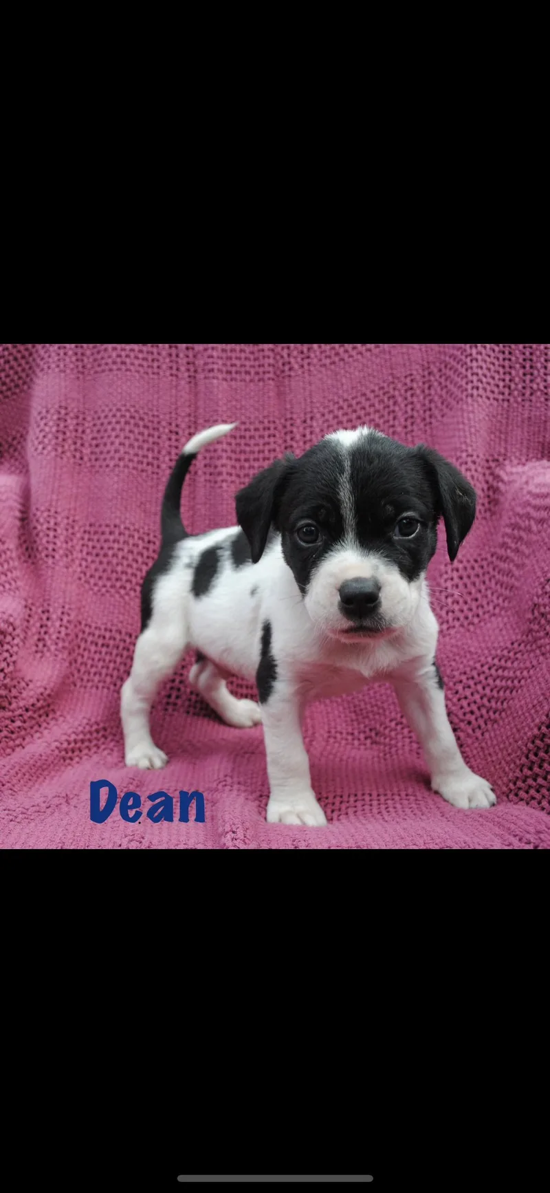 Dean thumbnail 2