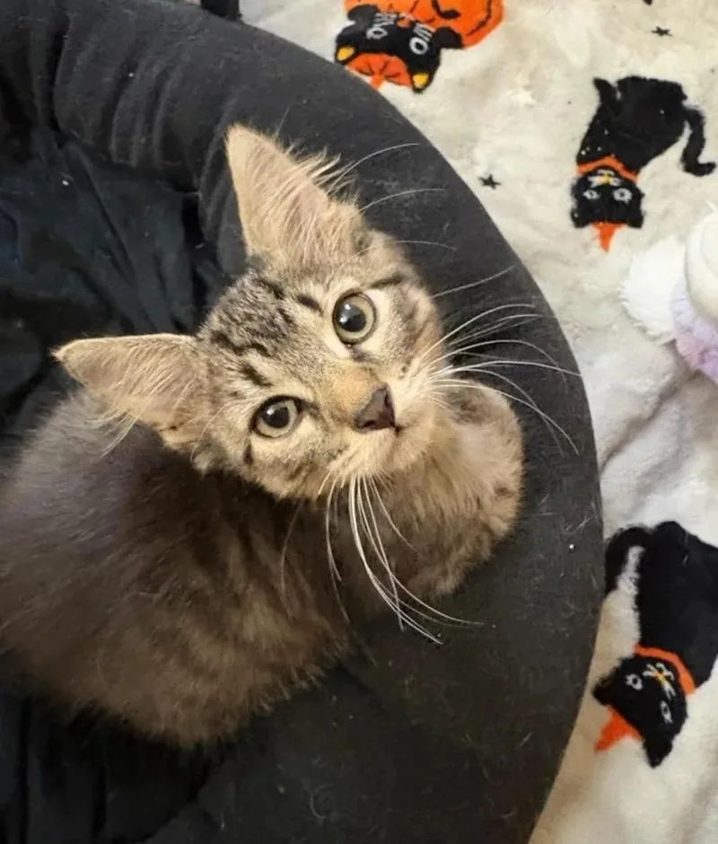 A young small-sized male Tabby (Gray / Blue / Silver) Tabby cat named Chance for adoption in Waverly, IA