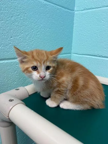 An adult small-sized male Domestic Short Hair cat named Fregley for adoption in Spruce Pine, NC