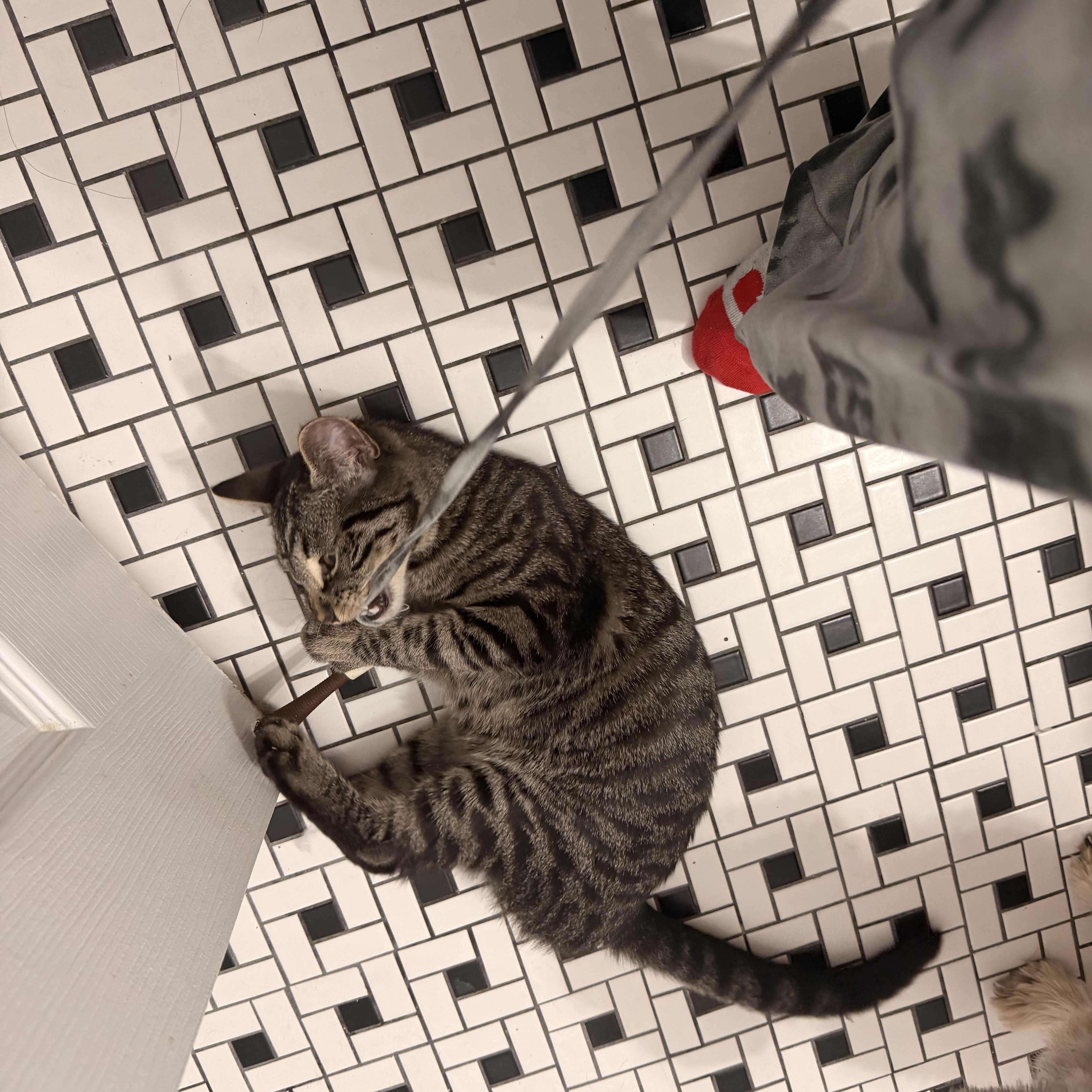 A young medium-sized female Tabby (Gray / Blue / Silver) Domestic Short Hair cat named Nova for adoption in Pompton Lakes, NJ
