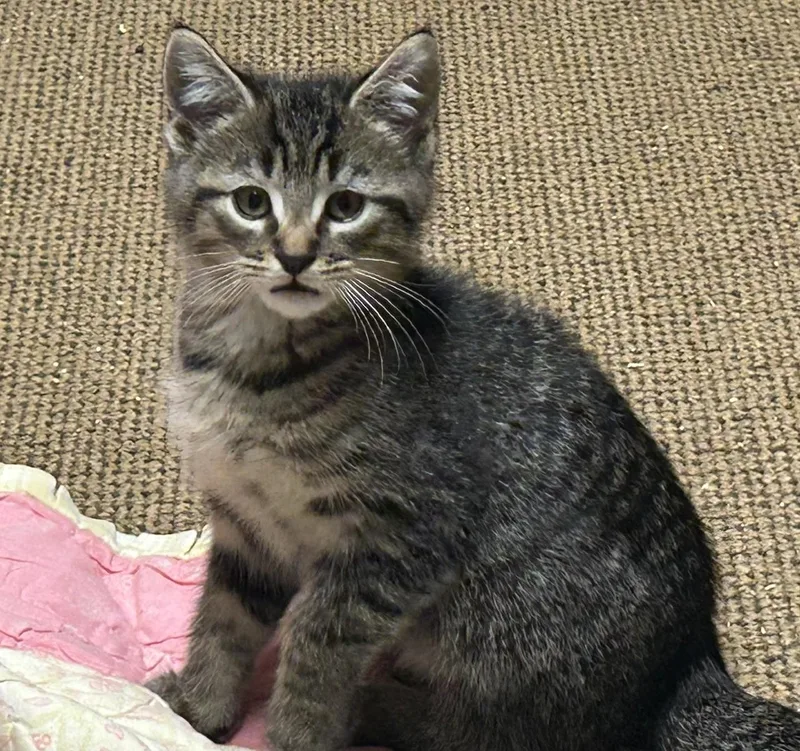 A baby large-sized male Domestic Short Hair cat named Luigi for adoption in Middletown, CT