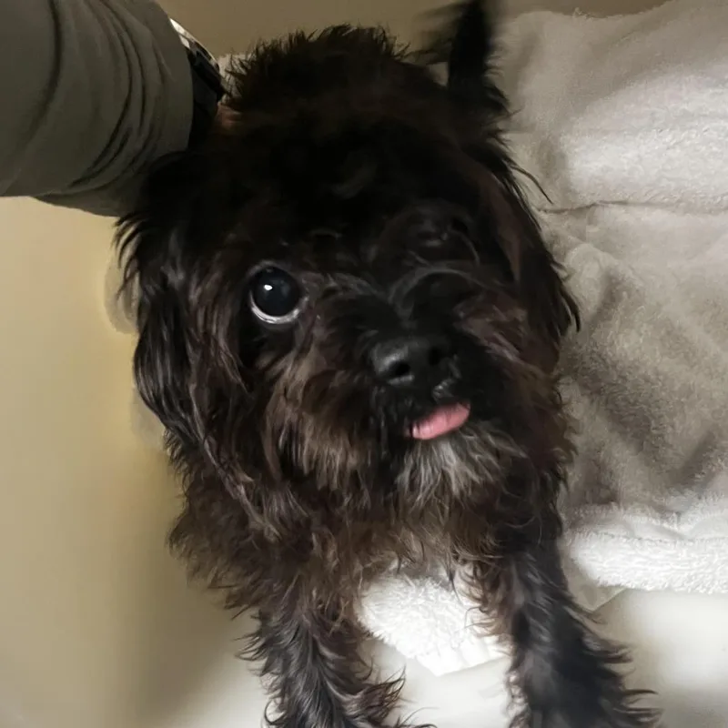 A young small-sized male Black Terrier dog named 72202 for adoption in Harrisonburg, VA