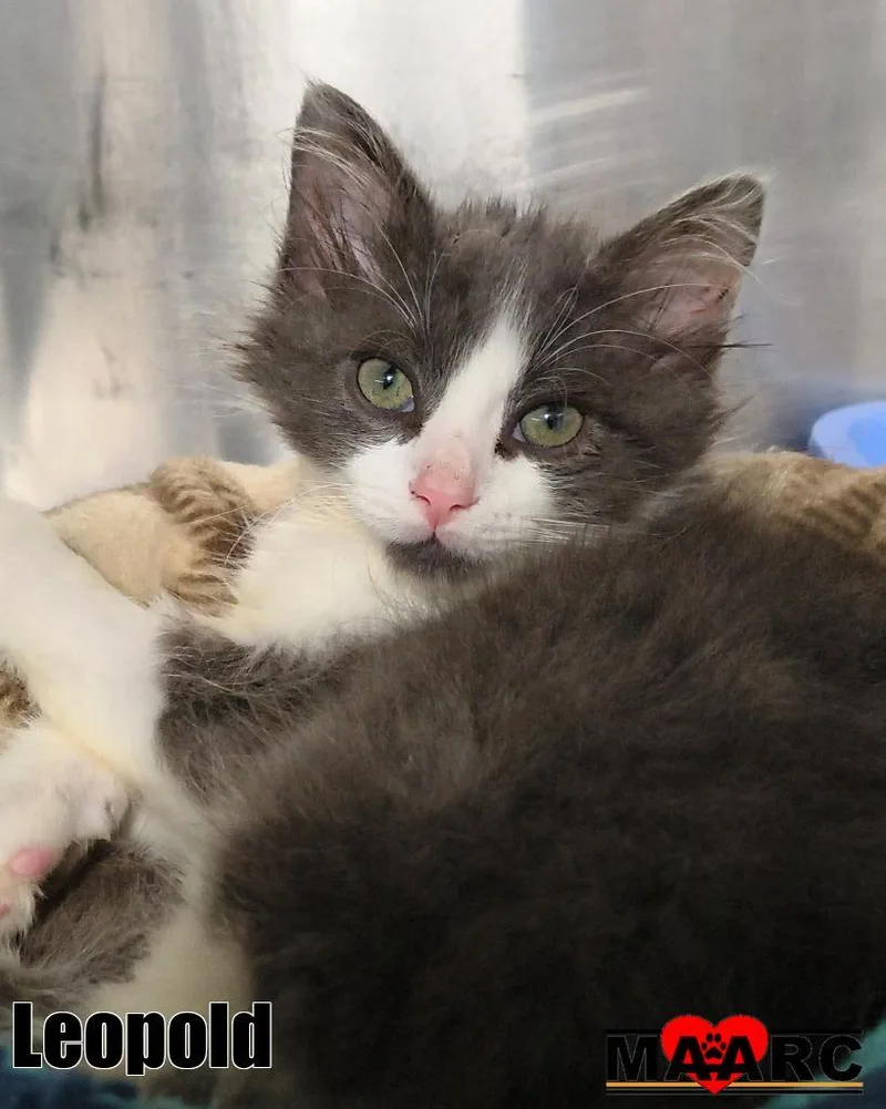 A baby medium-sized male Domestic Medium Hair cat named Leopold for adoption in Maryville, TN