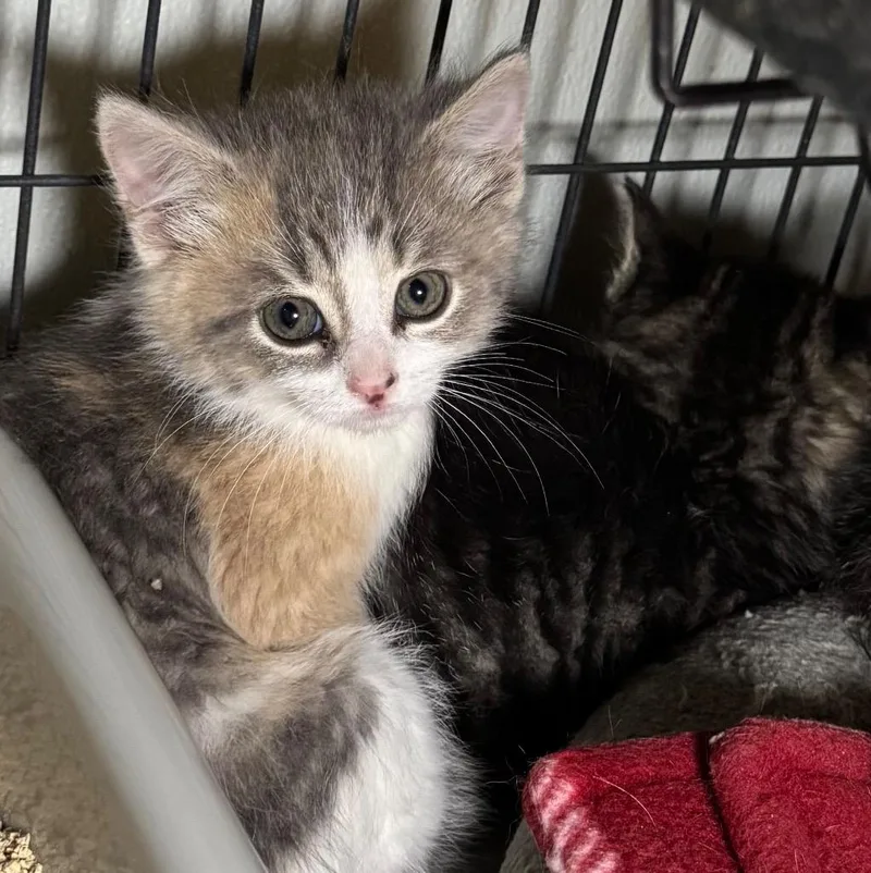 A baby medium-sized female Domestic Medium Hair cat named Mary Jo for adoption in Saginaw, MI