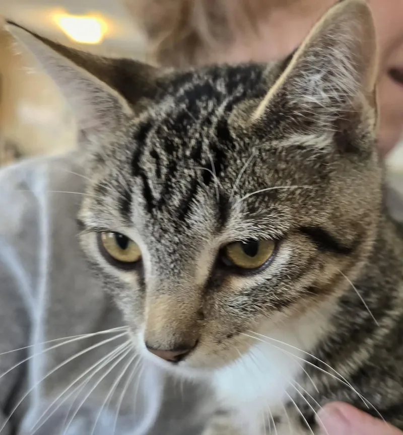 A baby small-sized male Gray / Blue / Silver Domestic Short Hair cat named Chad for adoption in Southbury, CT