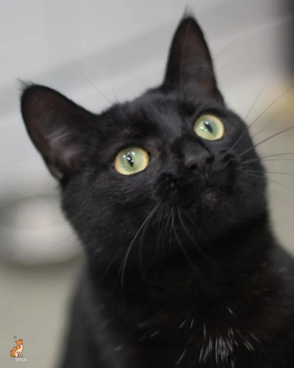 A young small-sized male Domestic Short Hair cat named Tikki for adoption in Roanoke, VA