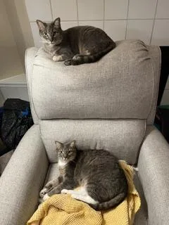 A senior medium-sized female Tabby (Gray / Blue / Silver) Domestic Short Hair cat named Veruca for adoption in Amherst, MA