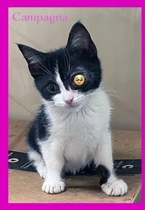 A baby medium-sized female Domestic Short Hair cat named Campagna for adoption in Hoover , AL