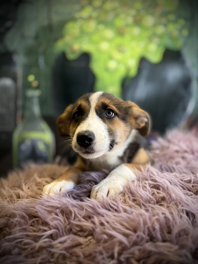 A baby medium-sized male German Shepherd Dog dog named Bowrider for adoption in Eagle, CO