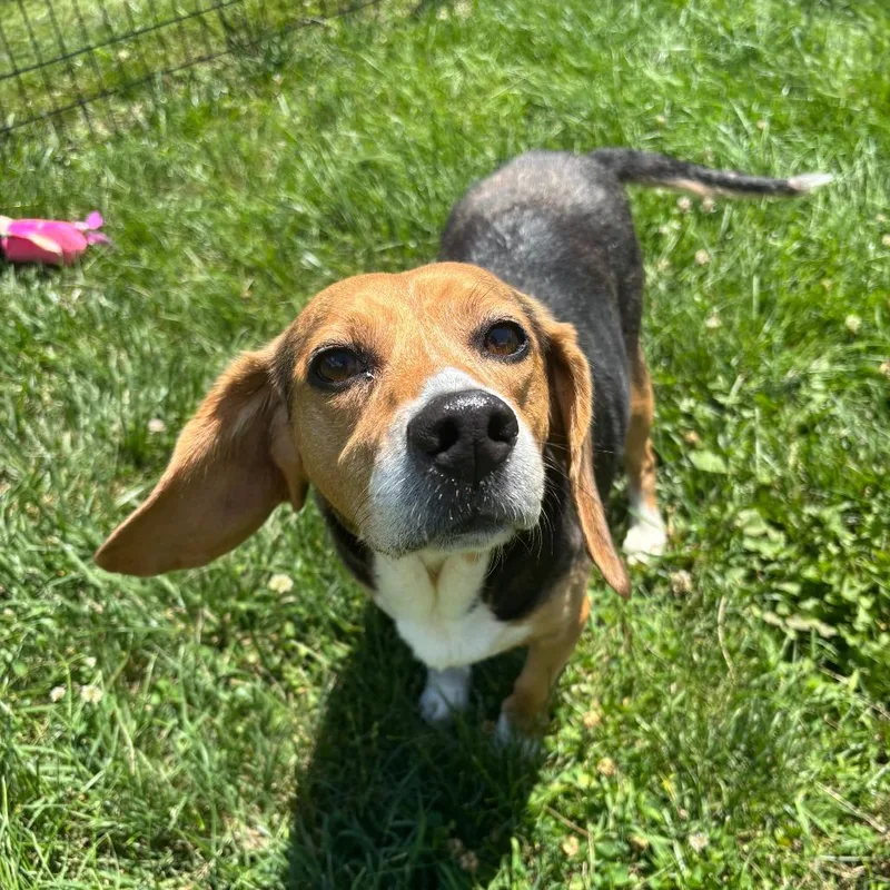 A senior small-sized female Brown / Chocolate Beagle dog named Myrtle for adoption in Waynesboro, PA