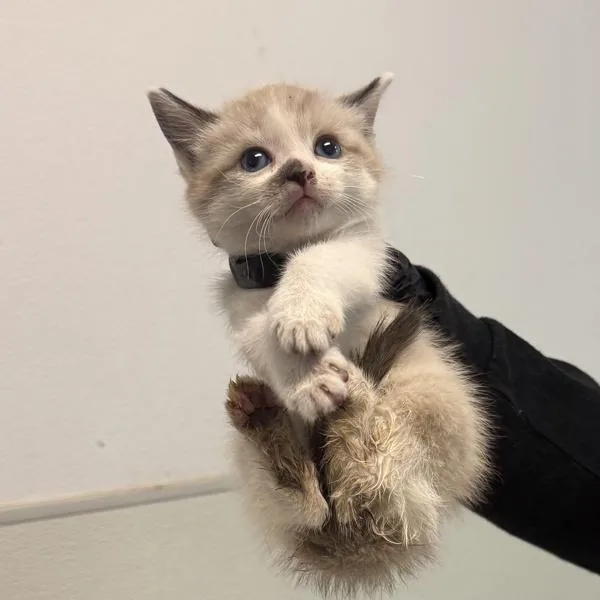 A baby small-sized male Domestic Short Hair cat named Fry for adoption in Escondido, CA
