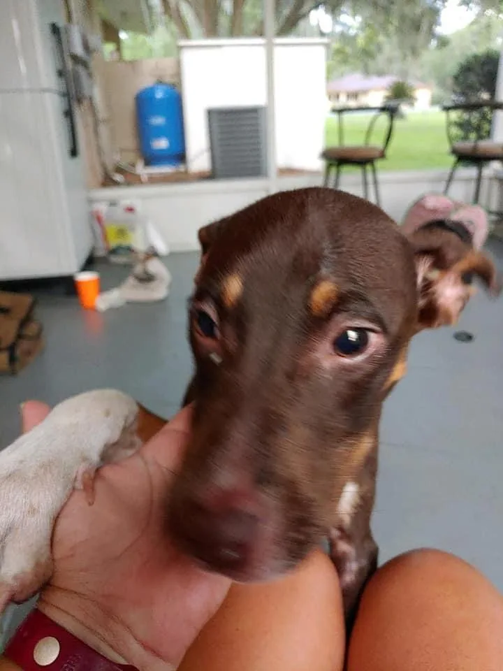 Clementine thumbnail 2