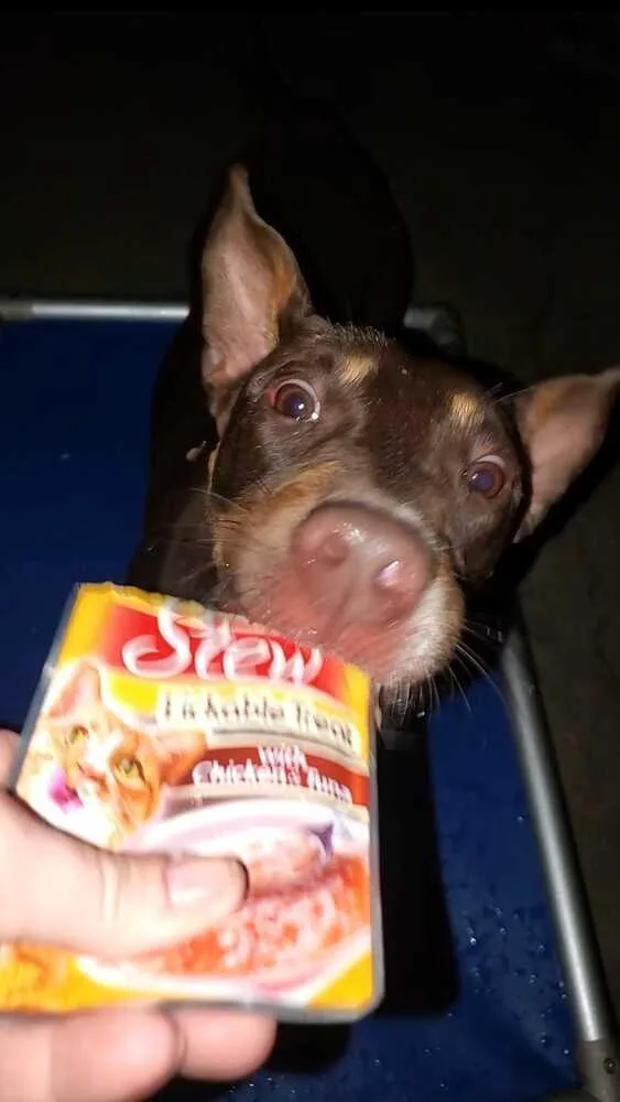 Clementine thumbnail 6