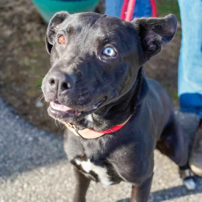 An adult medium-sized male Black Pit Bull Terrier dog named Shadow for adoption in Thomaston, ME