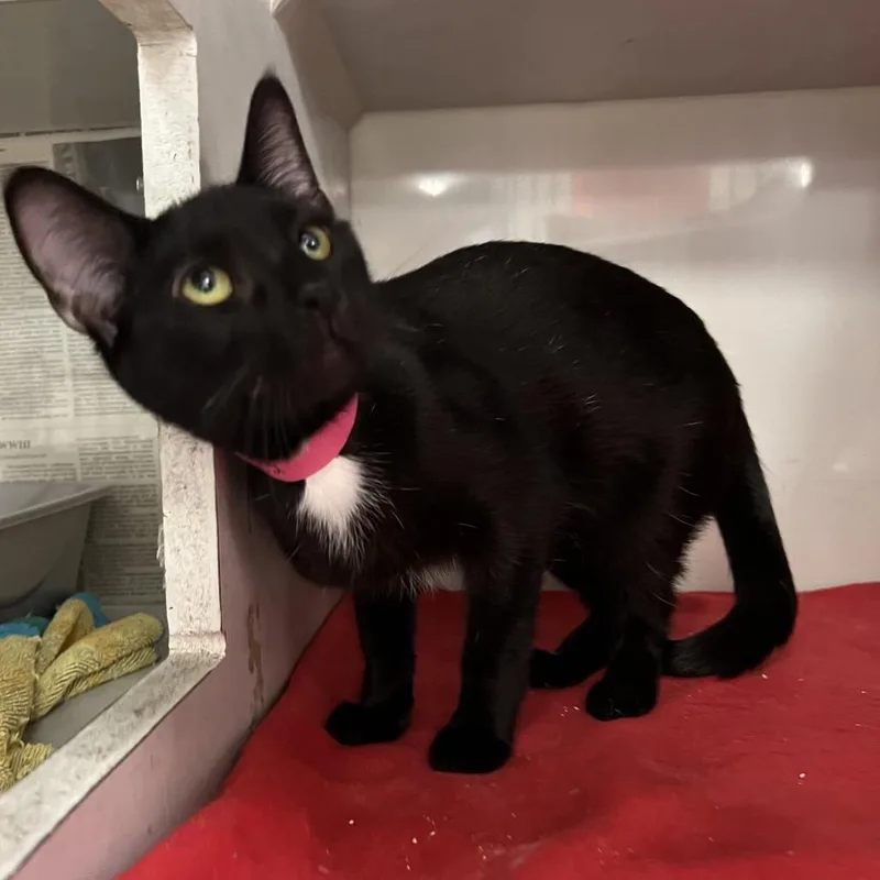 A young medium-sized female Black Domestic Short Hair cat named Deborah for adoption in Fairport, NY