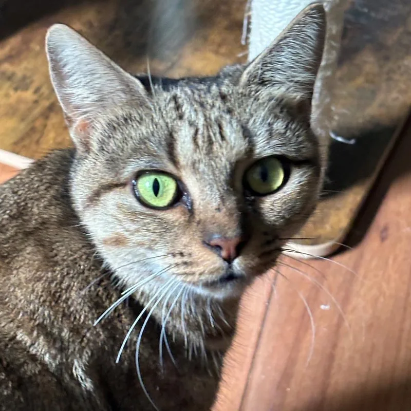 A young medium-sized female Brown / Chocolate Domestic Short Hair cat named Belladonna for adoption in Chapel Hill, NC