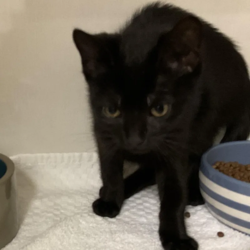 A baby small-sized female Black Domestic Short Hair cat named Cholula for adoption in Redwood City, CA