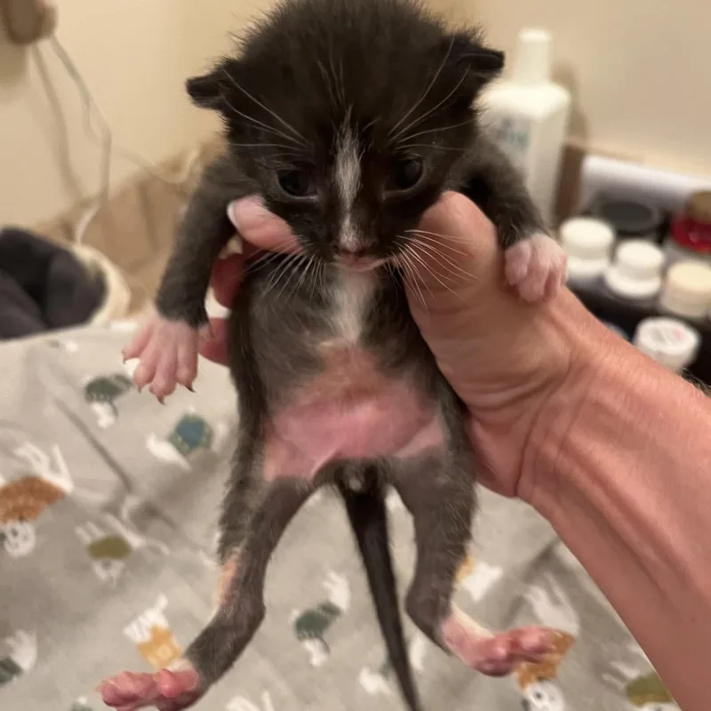 A baby small-sized male Domestic Short Hair cat named Spooky for adoption in Hamilton, GA