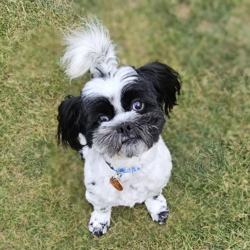 A young small-sized male Black Shih Tzu dog named Rocky for adoption in Fenton, MI