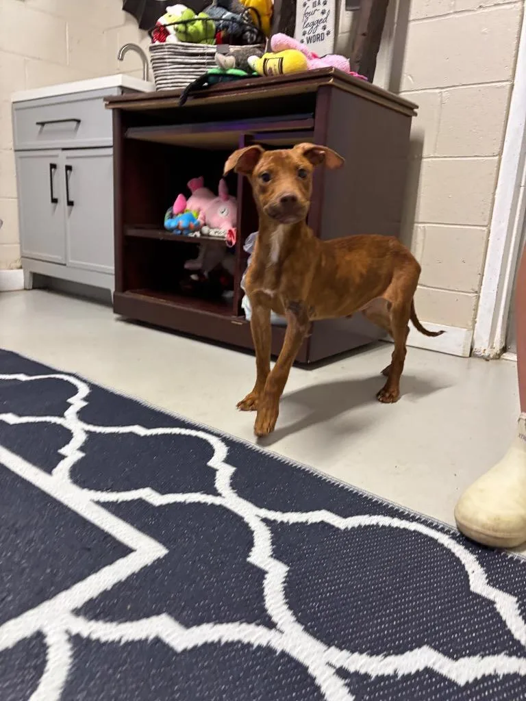 A baby small-sized male Mixed Breed dog named Snickers for adoption in Metter, GA