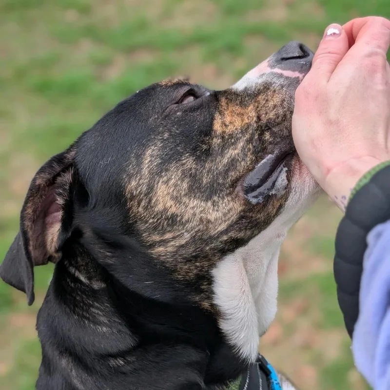 An adult large-sized male Black Mixed Breed dog named Acorn for adoption in Middleburg, FL