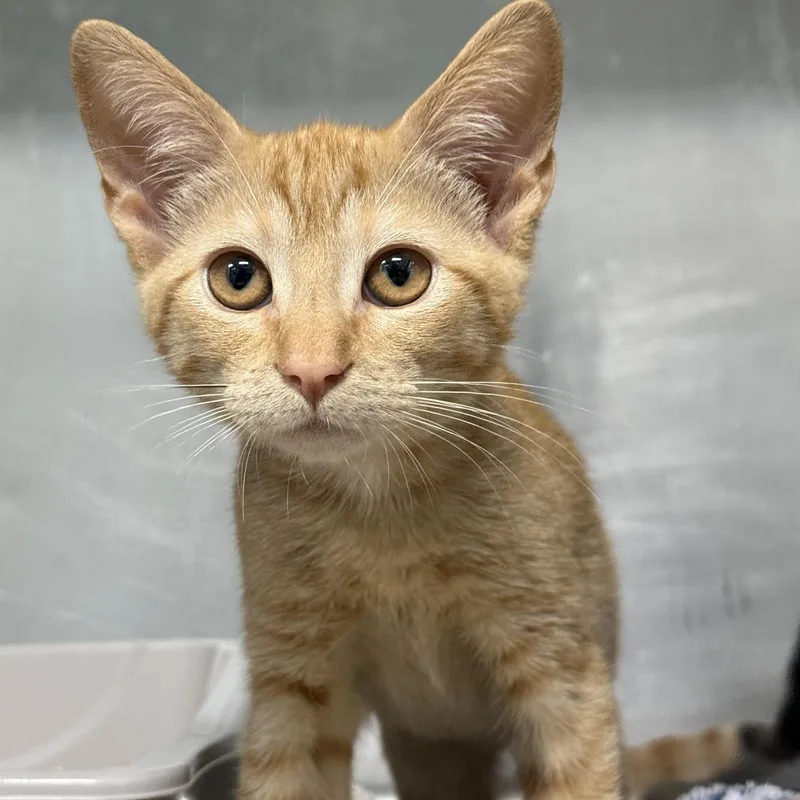 A baby medium-sized female Tabby (Orange / Red) Domestic Short Hair cat named Sharky for adoption in Lauderhill, FL