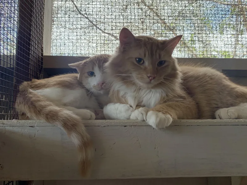 An adult medium-sized male Orange / Red Domestic Long Hair cat named Garfield for adoption in Marana, AZ