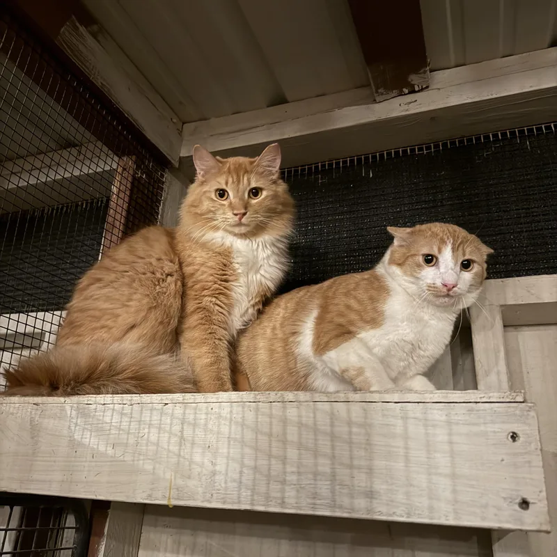 Garfield thumbnail 2