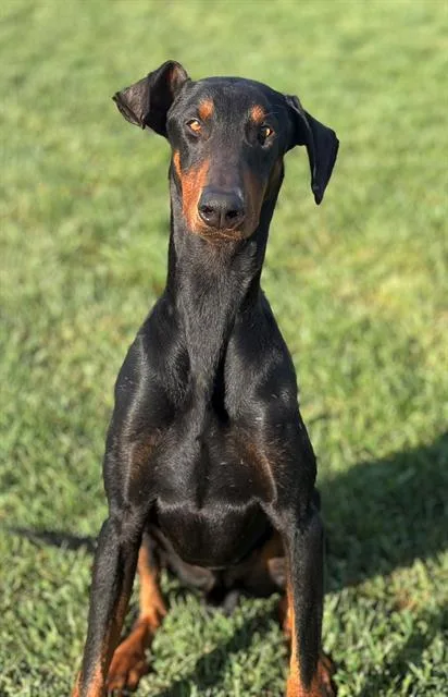 A young large-sized male Doberman Pinscher dog named Stone for adoption in Fairfield, CA
