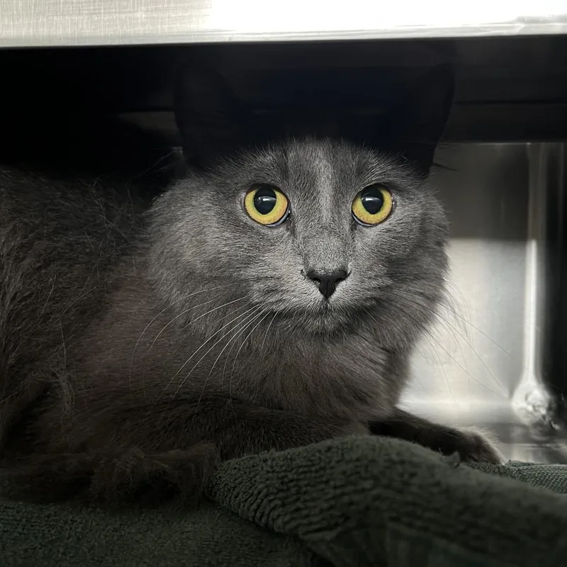 A young small-sized female Gray / Blue / Silver Domestic Medium Hair cat named Blueberry Muffin for adoption in Bristol, IN