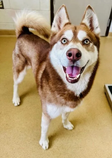 An adult large-sized male Siberian Husky dog named Rodrigo for adoption in Derwood, MD