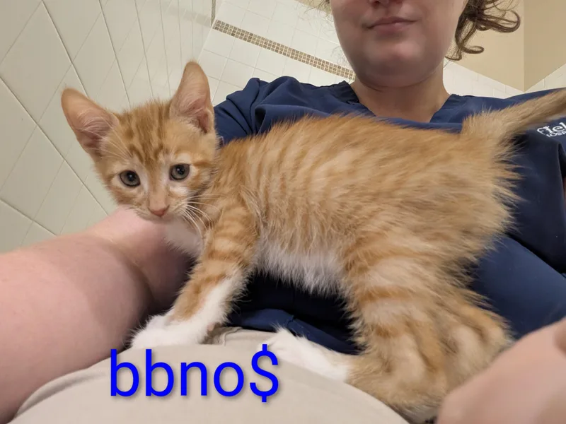 A baby small-sized male Orange & White Domestic Short Hair cat named BBNoMoney for adoption in Walla Walla, WA