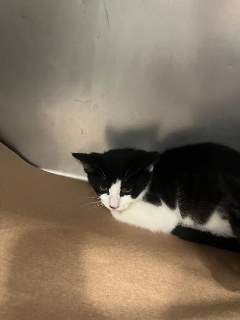 A baby large-sized male Domestic Short Hair cat named Tim for adoption in Cartersville , GA