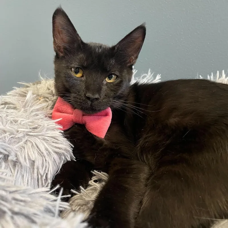 A young medium-sized female Black Domestic Short Hair cat named Noelle for adoption in Howard beach, NY