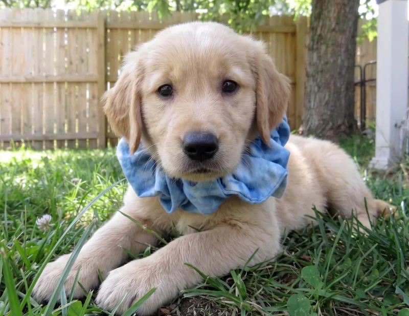 Georgie thumbnail 2