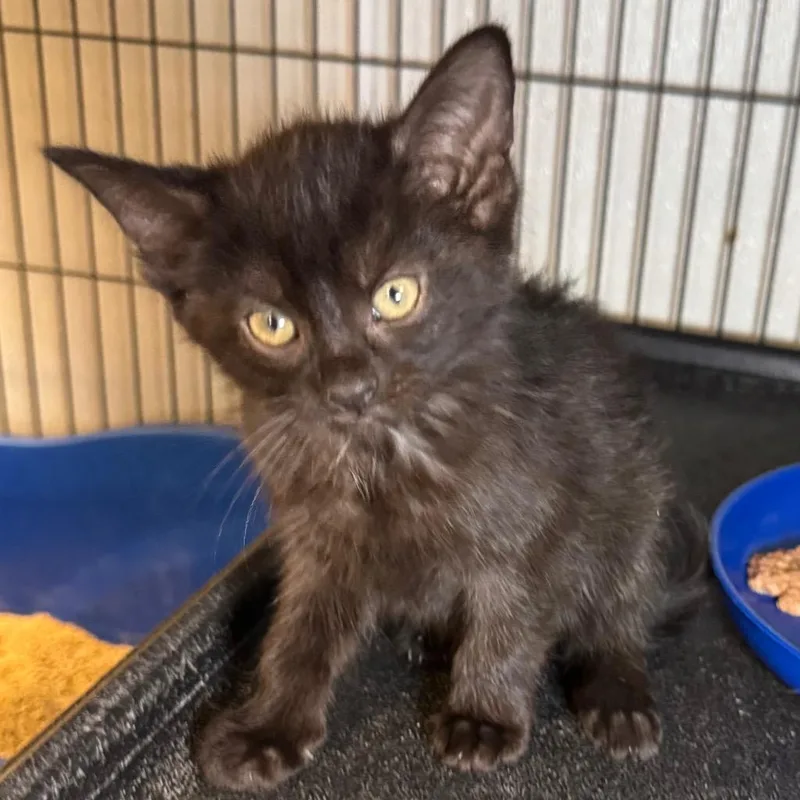 A baby medium-sized female Domestic Short Hair cat named Coco for adoption in Saginaw, MI